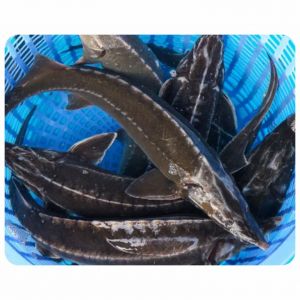 철갑 상어 (구운, 찐, 튀긴 생선 소스, 탕수육)